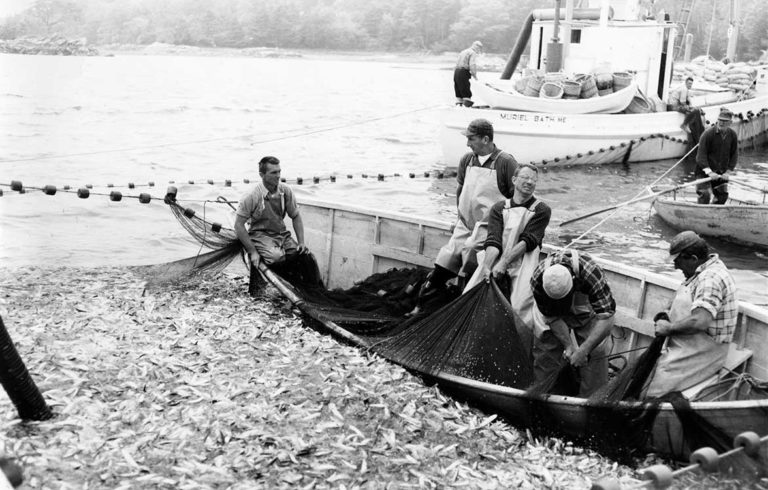 This image from the National Fisherman photo collection at the Penobscot Marine Museum in Searsport shows men harvesting herring