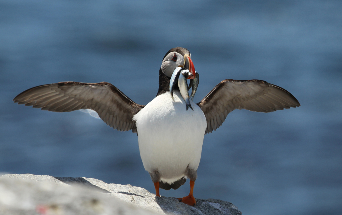 What Puffins Eat  Audubon Seabird Institute