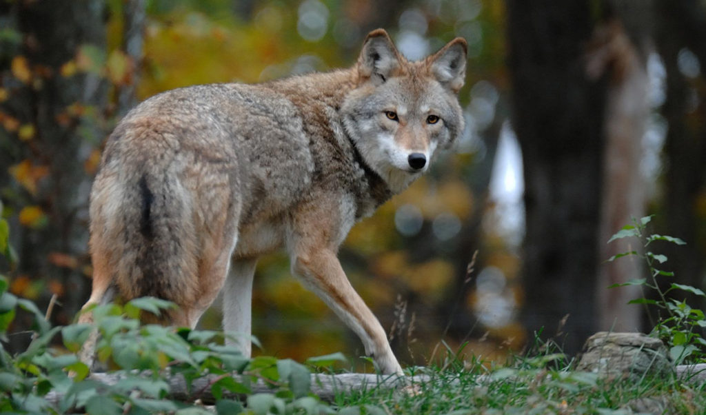 Coyotes are keystone carnivores, and play critical role - Island Institute