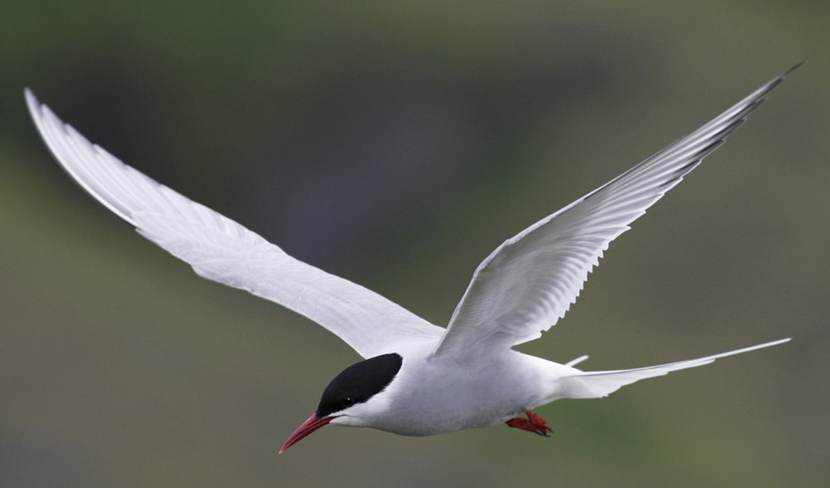 Maine seabirds on decline, says U.S. Fish and Wildlife - Island Institute