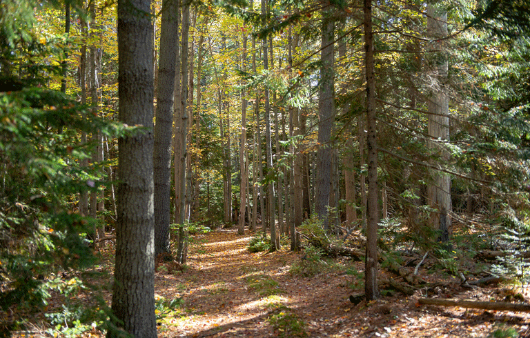 A trail leading into Littlefield Woods.