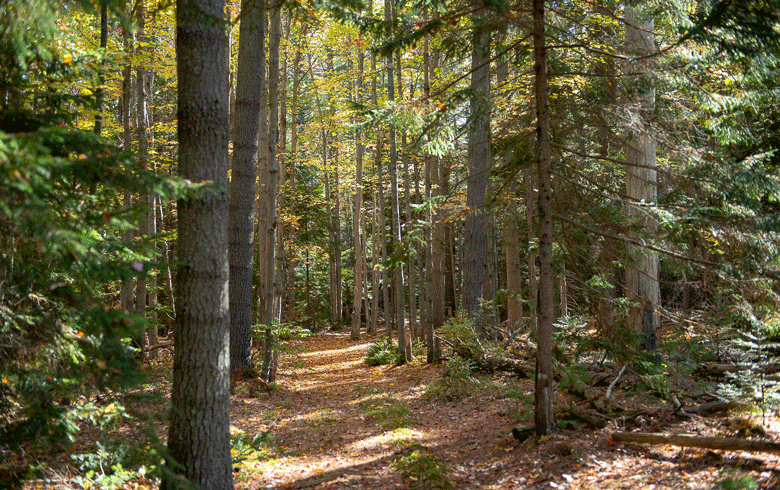 A trail leading into Littlefield Woods.