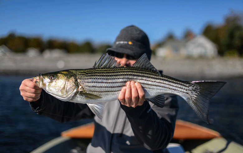 A lesson in patience: Flycasting for striped bass - Island Institute