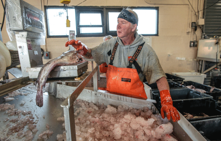 A worker at the Portland Fish Exchange sorts fish. PHOTO: MICHELE STAPLETON