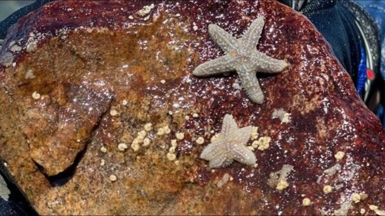 Young, healthy sea stars were found in Acadia National Park.