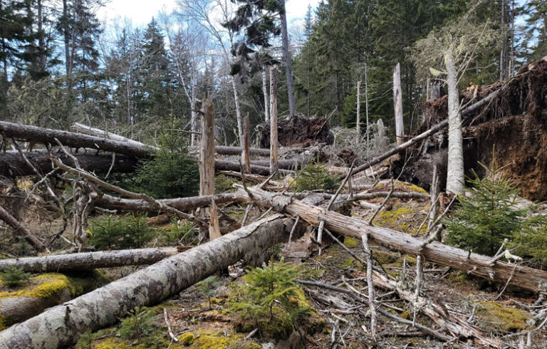 Downed trees in Acadia National Park after the strong winter storms. PHOTO: CATHERINE SCHMITT
