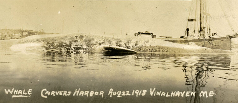 This image shows a dead whale in Vinalhaven’s Carver’s Harbor in 1918. PHOTO: MAINE MARITIME MUSEUM