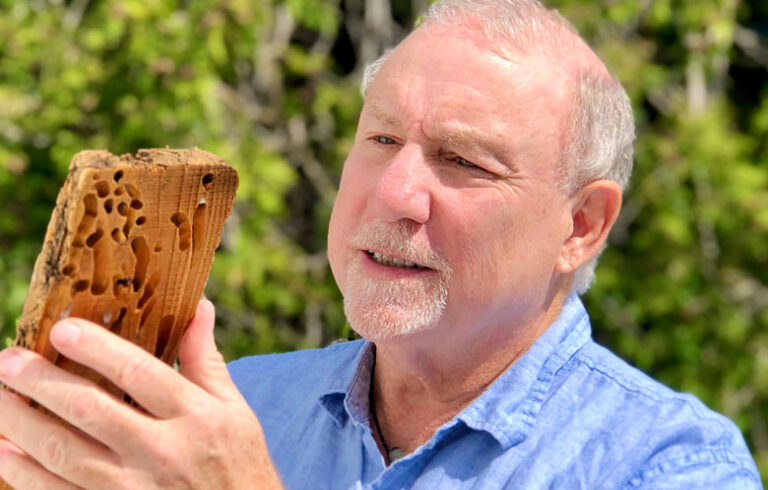 Barry Goodell examines a piece of wood that was attacked by shipworms in 2022. PHOTO: JODY JELLISON