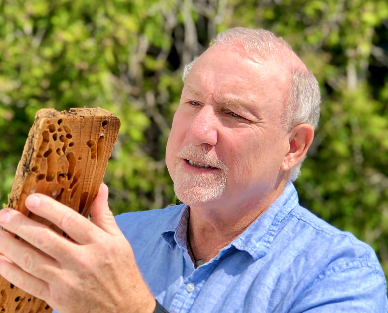 Barry Goodell examines a piece of wood that was attacked by shipworms in 2022. PHOTO: JODY JELLISON