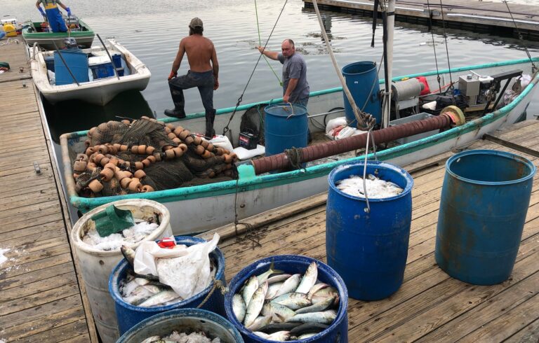 Fishermen return to the dock in Belfast after catching menhaden, also known as pogies. FILE PHOTO: TOM GROENING