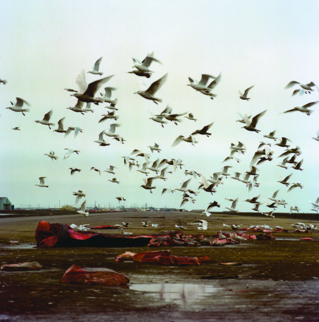 flock of seagulls flying