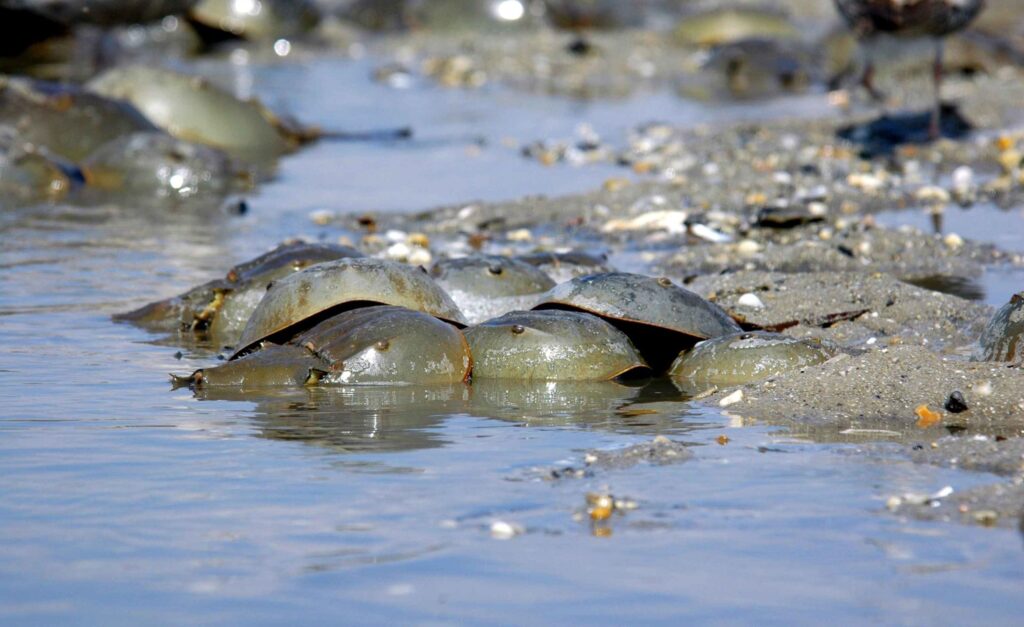 horseshoe crabs in water