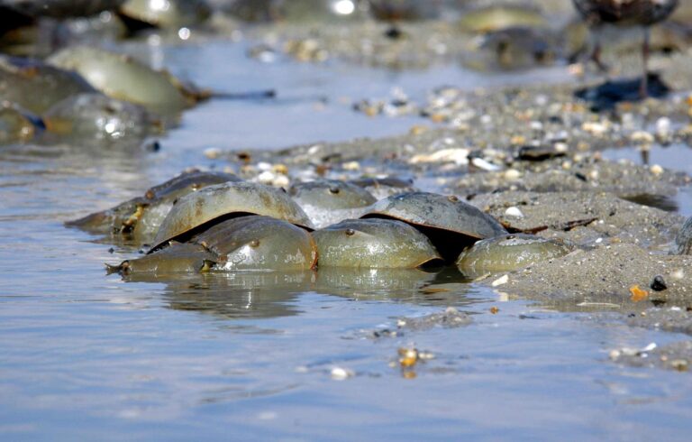 horseshoe crabs in water