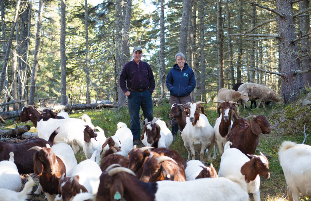 Sam and Doreen Cabot with their goats and sheep