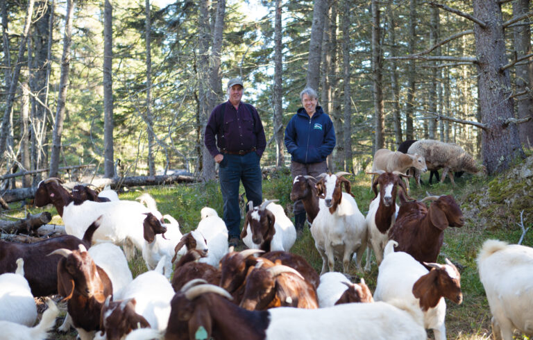 Sam and Doreen Cabot with their goats and sheep