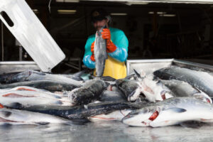 man handling raw fish