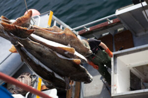 recently caught fish hanging on a boat