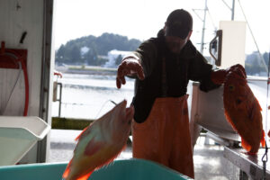 man tossing fish into bucket