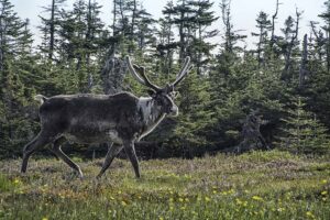 Reindeer