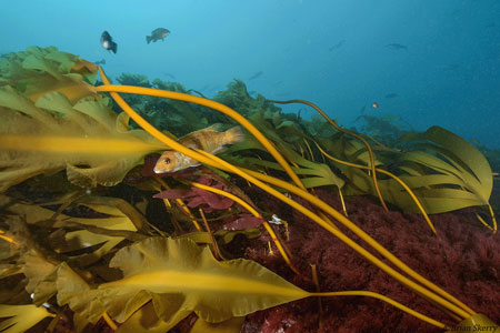 PHOTO: BRIAN SKERRY/COURTESY BIGELOW LABORATORY