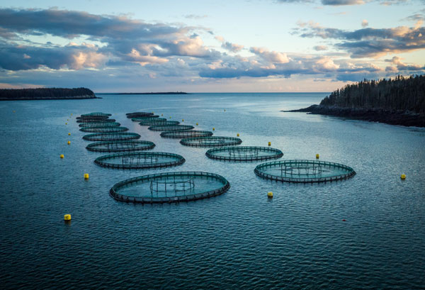 Pens off Starboard Island in Machias Bay. PHOTO: COURTESY COOKE INC.