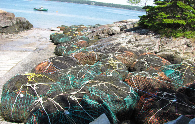 Harvested rockweed on the shore in Hancock Point. FILE PHOTO: TOM GROENING