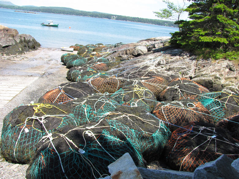 Harvested rockweed on the shore in Hancock Point. FILE PHOTO: TOM GROENING