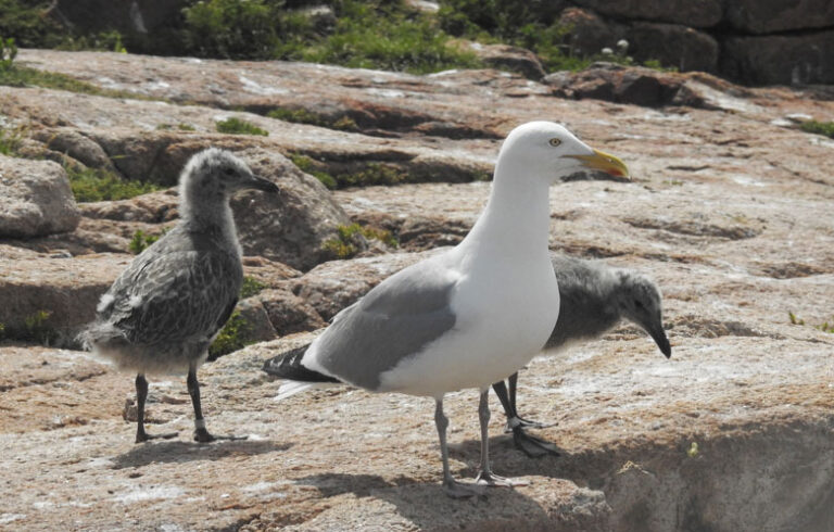 Larus gulls. PHOTO: COURTESY LIAM TAYLOR