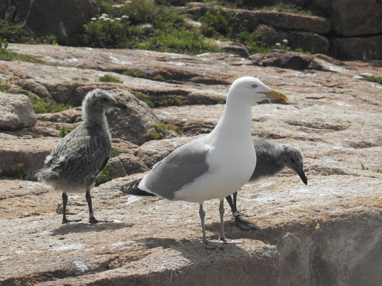 Larus gulls. PHOTO: COURTESY LIAM TAYLOR