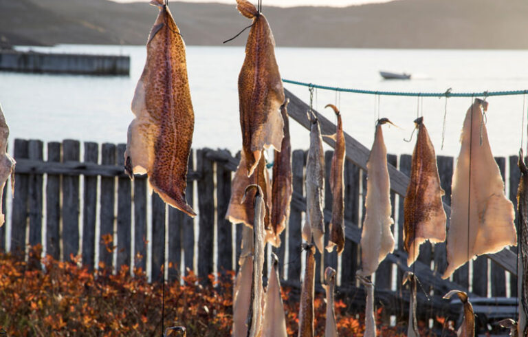 Cod drying on a Newfoundland shore. ADOBE STOCK