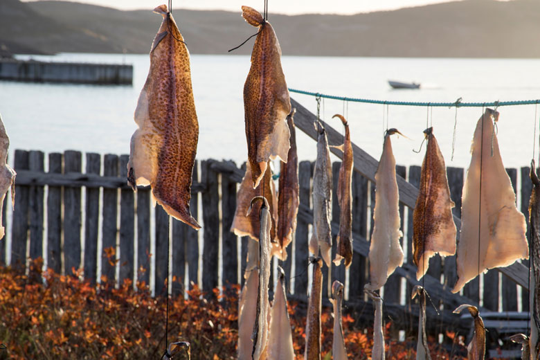 Cod drying on a Newfoundland shore. ADOBE STOCK